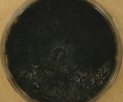 MEA · 34d · 22C