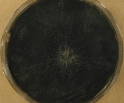 MEA · 34d · 22C
