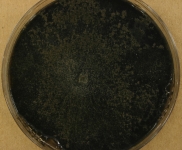 MEA · 34d · 22C