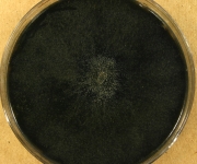 MEA · 34d · 22C