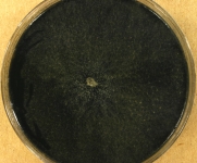 MEA · 34d · 22C