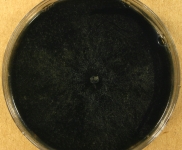 MEA · 34d · 22C