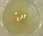 PDAC · 26d · 22C