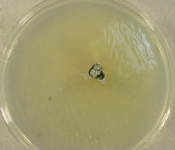 PDAC · 26d · 22C