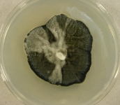 PDAC · 21d · 25C