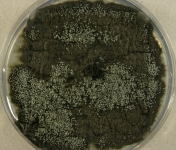 PDAC · 21d · 25C
