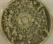 PDAC · 21d · 25C