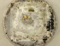 PDAC · 85d · 25C