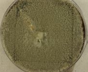 PDAC · 21d · 25C