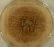 PDAC · 21d · 22C