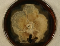 PDAC · 44d · 22C
