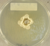 PDAC · 21d · 22C