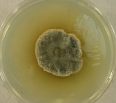 PDAC · 21d · 22C