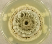 PDA · 21d · 30C