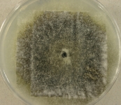 PDAC · 7d · 22C
