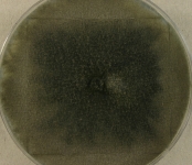 PDAC · 7d · 22C