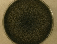 PDA · 20d · 22C