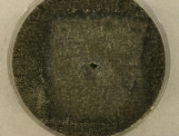 CERC · 14d · 22C