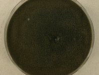 PDAC · 14d · 22C