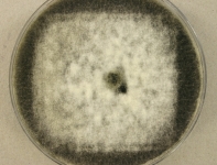 PDAC · 14d · 22C