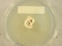PDAC · 28d · 22C