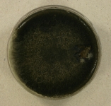 49d