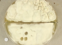 57d · 30C