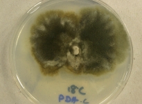 PDAC · 28d · 18C