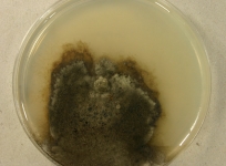 PDAC · 28d · 18C
