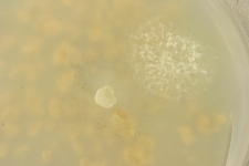 OATC · 112d · 18C