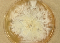 PDAC · 34d · 25C