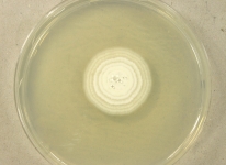 PDAC · 14d · 30C