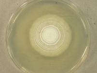 PDAC · 21d · 30C