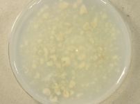 OATC · 14d · 30C