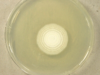 PDAC · 14d · 30C