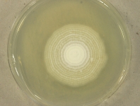 PDAC · 21d · 30C