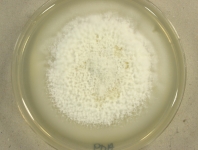 PDA · 21d · 30C
