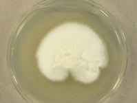 PDAC · 15d · 30C