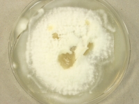 PDAC · 29d · 30C