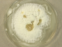 PDAC · 29d · 30C