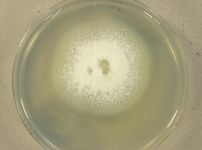 PDAC · 15d · 30C