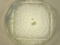 PDAC · 29d · 30C
