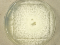 PDAC · 29d · 30C