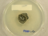 PDAC · 28d · 22C
