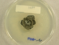 PDAC · 34d · 22C