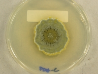 PDAC · 34d · 22C