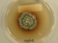 PDAC · 28d · 22C