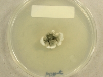 PDAC · 28d · 22C