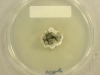 PDAC · 34d · 22C
