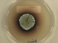 PDAC · 28d · 22C